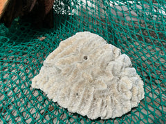 Vintage open brain coral with ivory ridges and natural grooves on green net background, 9x7.5x3 inch display