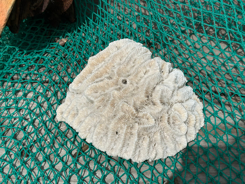 Vintage open brain coral with ivory ridges and natural grooves on green net background, 9x7.5x3 inch display