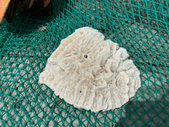Vintage open brain coral with ivory ridges and natural grooves on green net background, 9x7.5x3 inch display