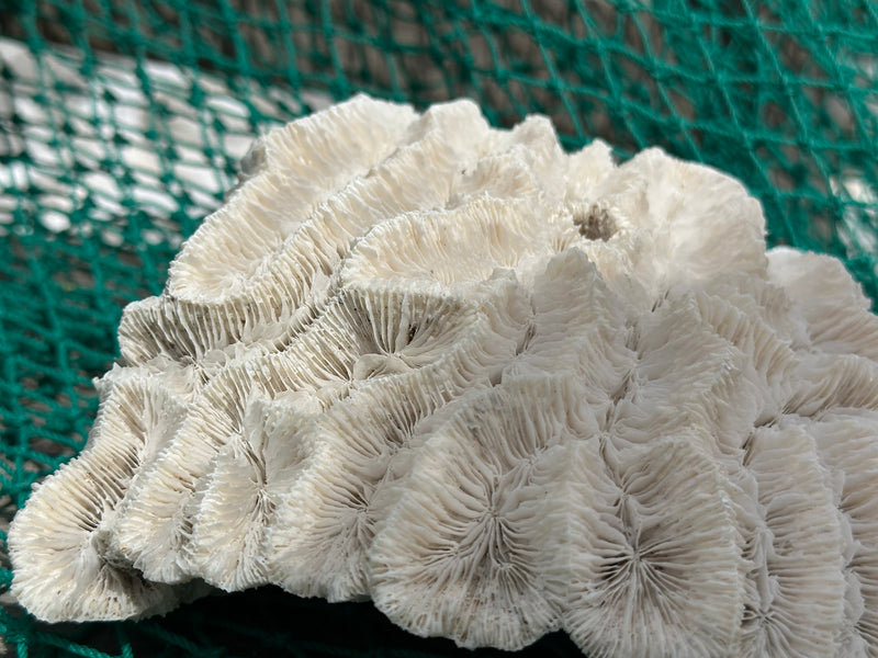 Vintage open brain coral with ivory ridges and natural grooves on green net background, 9x7.5x3 inch display