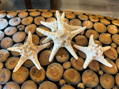 Large Natural/Tan Knobby Starfish