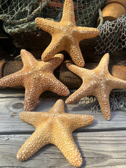 Jungle Starfish- Pentaceraster mammillatus