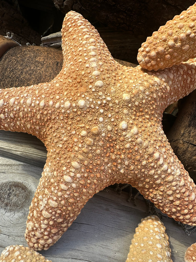 Jungle Starfish- Pentaceraster mammillatus