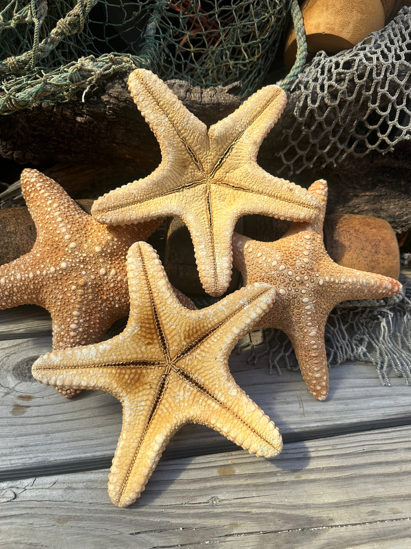 Jungle Starfish- Pentaceraster mammillatus
