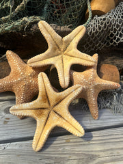 Jungle Starfish- Pentaceraster mammillatus