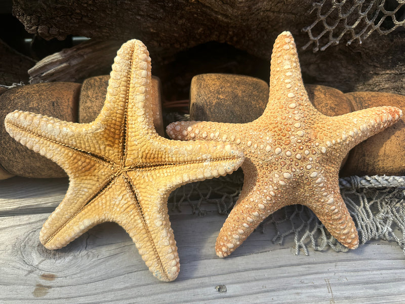 Jungle Starfish- Pentaceraster mammillatus