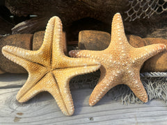 Jungle Starfish- Pentaceraster mammillatus