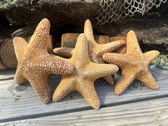 Jungle Starfish- Pentaceraster mammillatus