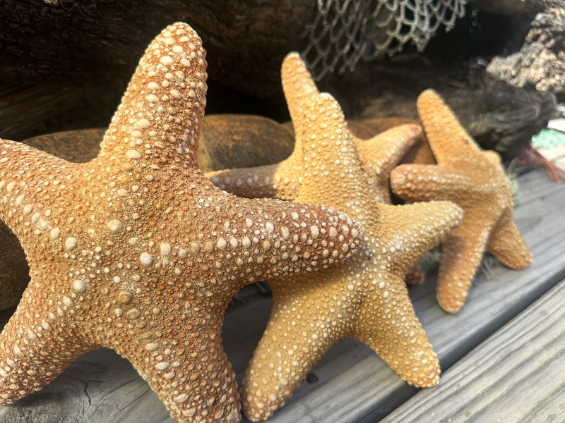 Jungle Starfish- Pentaceraster mammillatus
