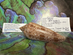 Glory Cone with Documentation- Conus gloriamaris, Ligid Isalnd, Davao, Philippines, 8/2010