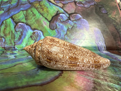 Glory Cone with Documentation- Conus gloriamaris, Ligid Isalnd, Davao, Philippines, 8/2010