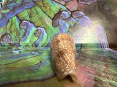 Glory Cone with Documentation- Conus gloriamaris, Ligid Isalnd, Davao, Philippines, 8/2010