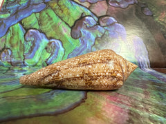 Glory Cone with Documentation- Conus gloriamaris, Ligid Isalnd, Davao, Philippines, 8/2010