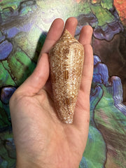 Glory Cone with Documentation- Conus gloriamaris, Ligid Isalnd, Davao, Philippines, 8/2010