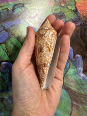 Glory Cone with Documentation- Conus gloriamaris, Ligid Isalnd, Davao, Philippines, 8/2010