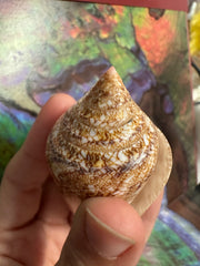 Glory Cone with Documentation- Conus gloriamaris, Ligid Isalnd, Davao, Philippines, 8/2010