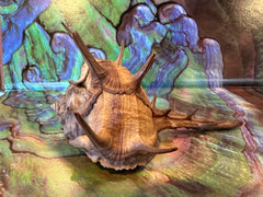 Horned Murex Shell - Bolinus cornutus with Operculum