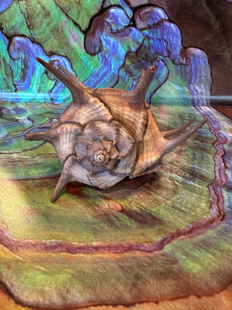 Horned Murex Shell - Bolinus cornutus with Operculum
