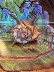 Horned Murex Shell - Bolinus cornutus with Operculum