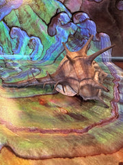 Horned Murex Shell - Bolinus cornutus with Operculum