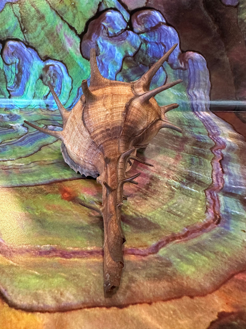 Horned Murex Shell - Bolinus cornutus with Operculum