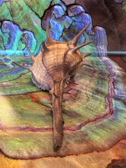 Horned Murex Shell - Bolinus cornutus with Operculum