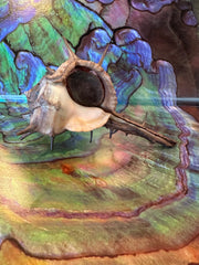 Horned Murex Shell - Bolinus cornutus with Operculum