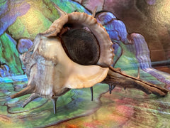 Horned Murex Shell - Bolinus cornutus with Operculum