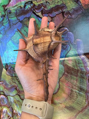Horned Murex Shell - Bolinus cornutus with Operculum
