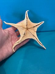 Large Asteroidea Starfish Species with Documentation