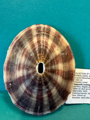 Cuming's Keyhole Limpet- Fissurella cumingi with Documentation