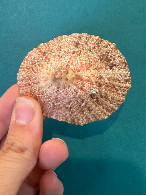 Pink Rayed Limpet - Cymbula miniata with Documentation | Loving Coastal ...