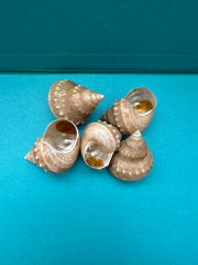Hirase-gin-ebisu Top Shell- Bathybembix argenteonitens hirasei with Documentation