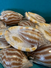 Striped/Flamed Bonnet - Cassis strigatum with Operculum
