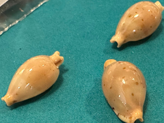Martin's Cowrie - Cypraea martini with Documentation