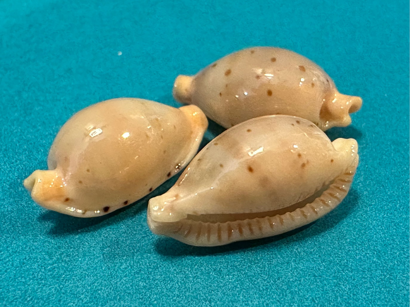Martin's Cowrie - Cypraea martini with Documentation