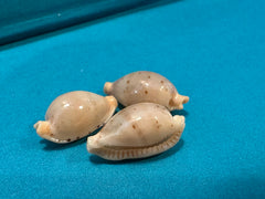Martin's Cowrie - Cypraea martini with Documentation