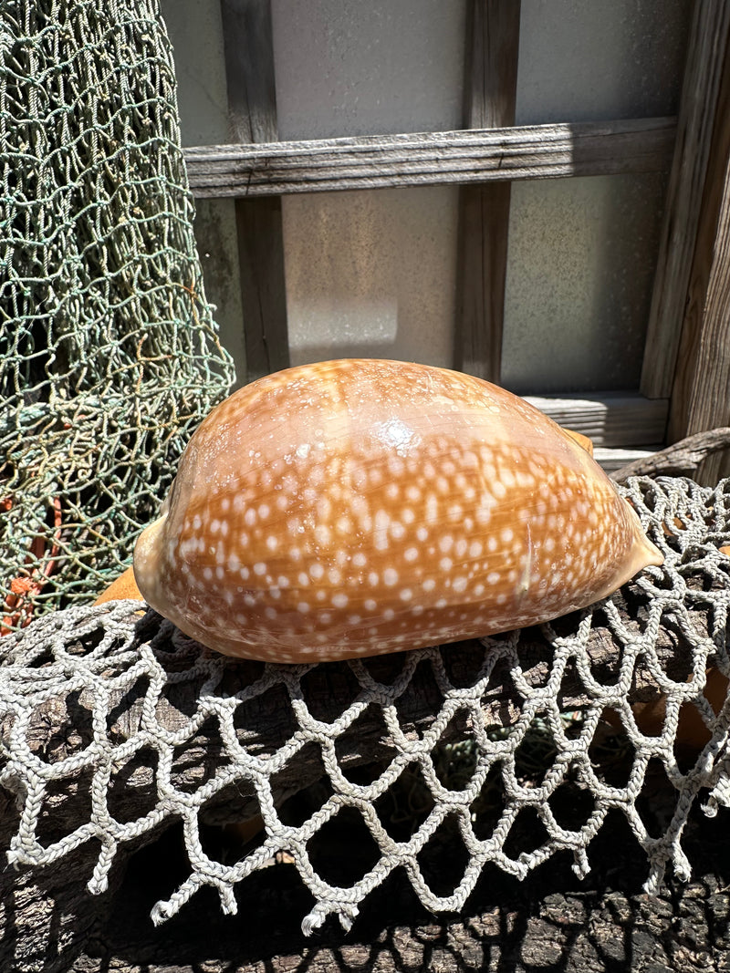 Atlantic Deer Cowrie - Cypraea cervus 150mm