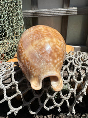 Atlantic Deer Cowrie - Cypraea cervus 150mm