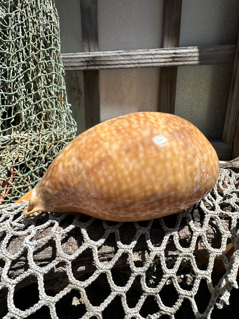Atlantic Deer Cowrie - Cypraea cervus 150mm