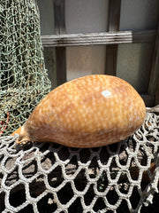 Atlantic Deer Cowrie - Cypraea cervus 150mm