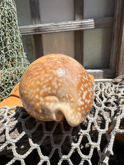 Atlantic Deer Cowrie - Cypraea cervus 150mm