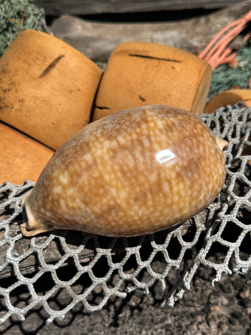 Atlantic Deer Cowrie - Cypraea cervus 150mm