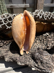 Atlantic Deer Cowrie - Cypraea cervus 150mm
