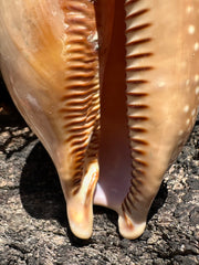 Atlantic Deer Cowrie - Cypraea cervus 150mm