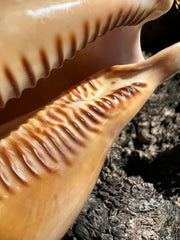 Atlantic Deer Cowrie - Cypraea cervus 150mm