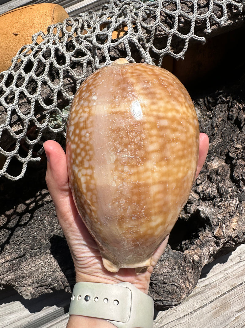 Atlantic Deer Cowrie - Cypraea cervus 150mm