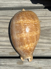 Atlantic Deer Cowrie - Cypraea cervus 150mm