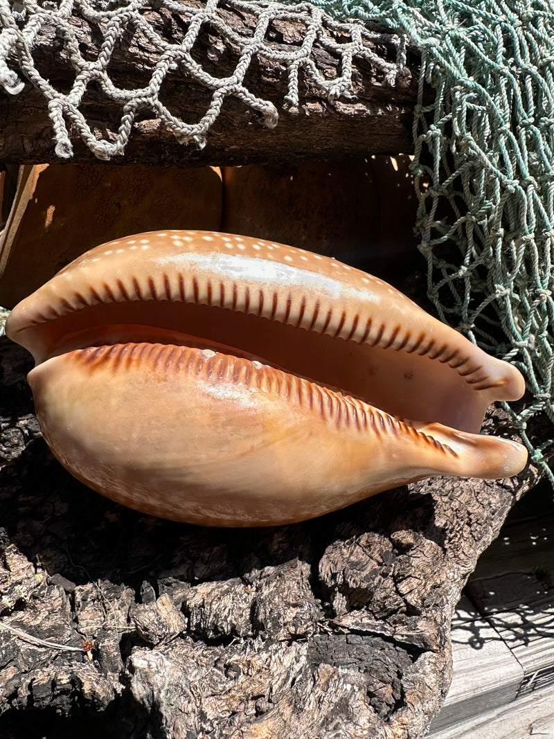 Atlantic Deer Cowrie - Cypraea cervus 150mm