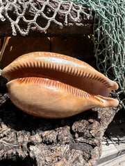 Atlantic Deer Cowrie - Cypraea cervus 150mm